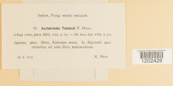 Aschersonia tamurai image