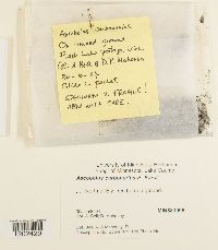 Media resource of Ascobolus carbonarius