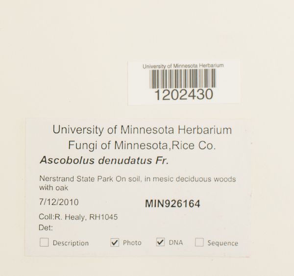 Ascobolus denudatus image