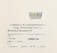 Media resource of Ascobolus denudatus