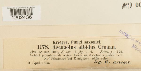 Ascobolus albidus image