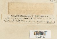 Ascobolus carbonarius image