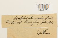 Ascobolus stercorarius image