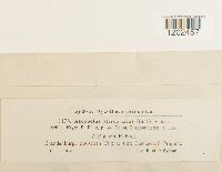 Ascobolus stercorarius image