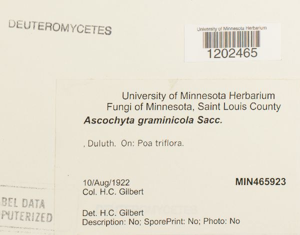 Ascochyta graminicola image