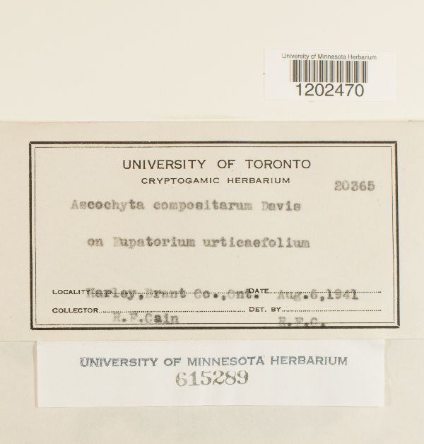 Ascochyta compositarum image