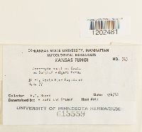 Ascochyta sorghi image