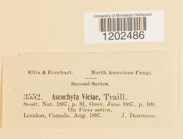 Ascochyta viciae image