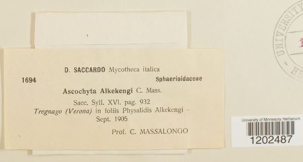 Ascochyta alkekengi image