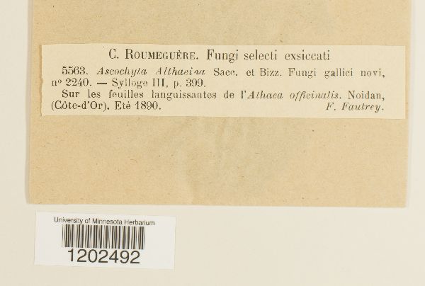 Ascochyta althaeina image