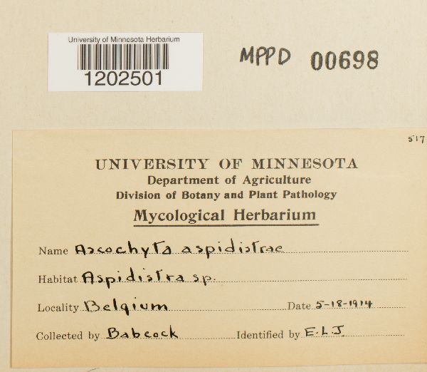 Ascochyta aspidistrae image