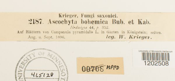 Ascochyta bohemica image