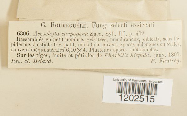 Ascochyta carpogena image