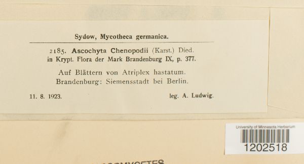 Ascochyta chenopodii image