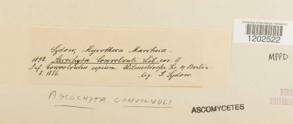Ascochyta convolvuli image