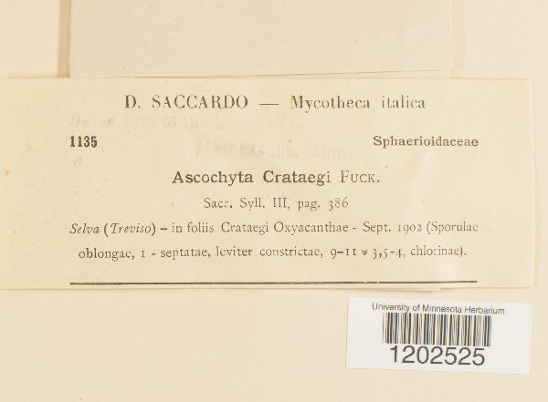 Ascochyta crataegi image