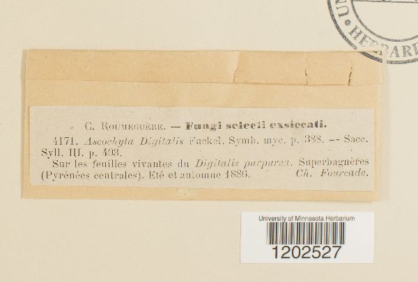 Ascochyta digitalis image