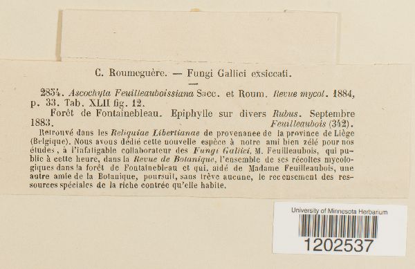 Ascochyta feuilleauboisiana image