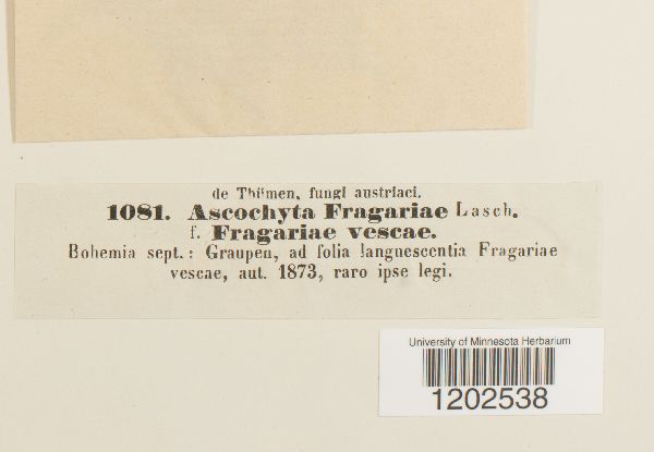 Ascochyta fragariae image