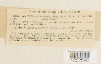 Ascochyta graminicola image