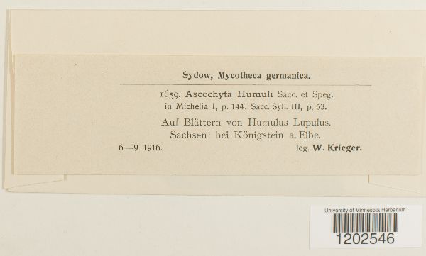 Ascochyta humuli image