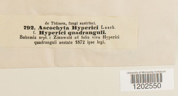 Ascochyta hyperici image