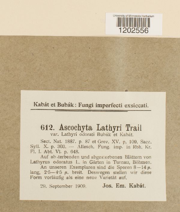 Ascochyta lathyri image