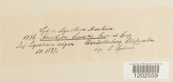 Ascochyta ligustri image