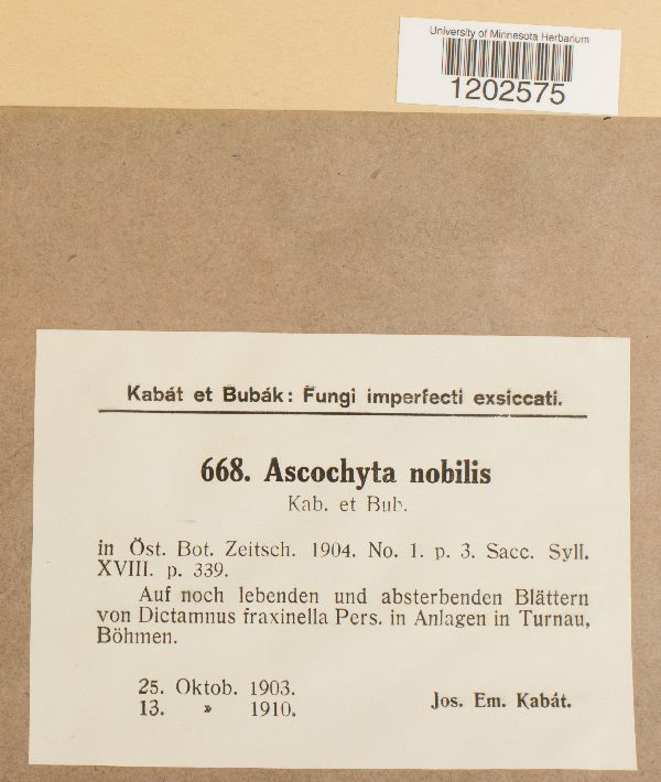 Ascochyta nobilis image