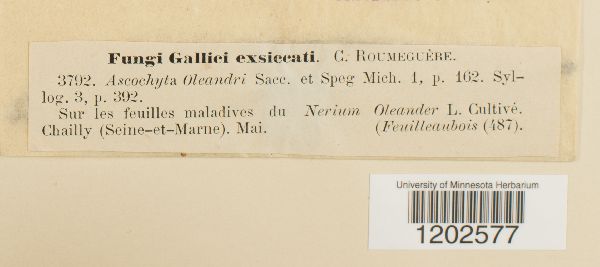 Ascochyta oleandri image