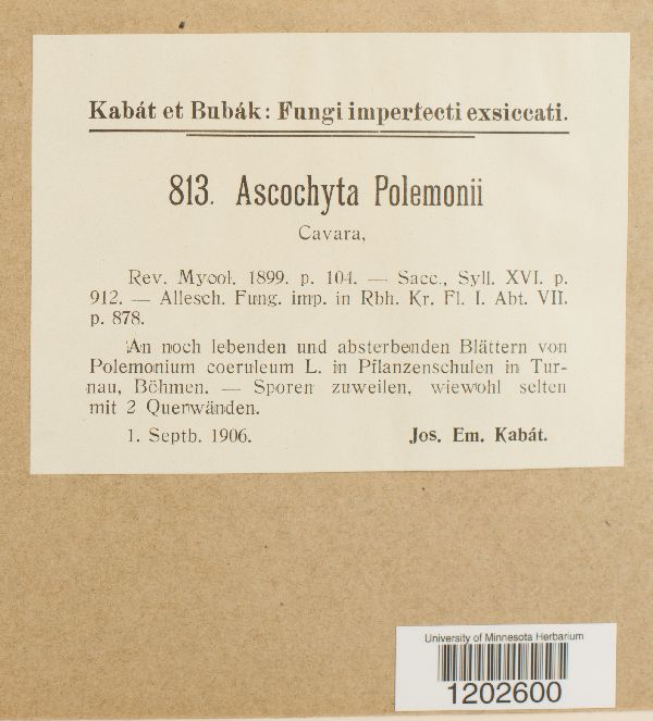 Ascochyta polemonii image