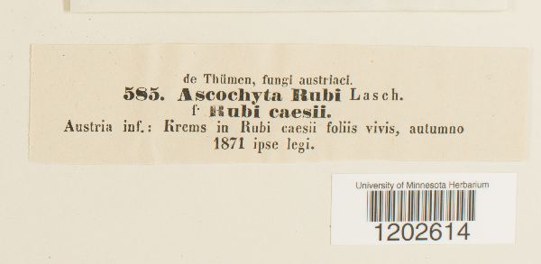 Ascochyta rubi image