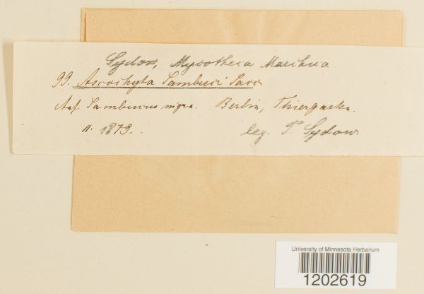 Ascochyta sambuci image