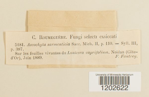 Ascochyta sarmenticia image