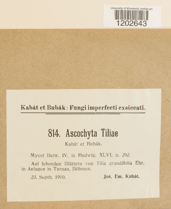 Ascochyta tiliae image