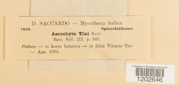 Ascochyta tini image