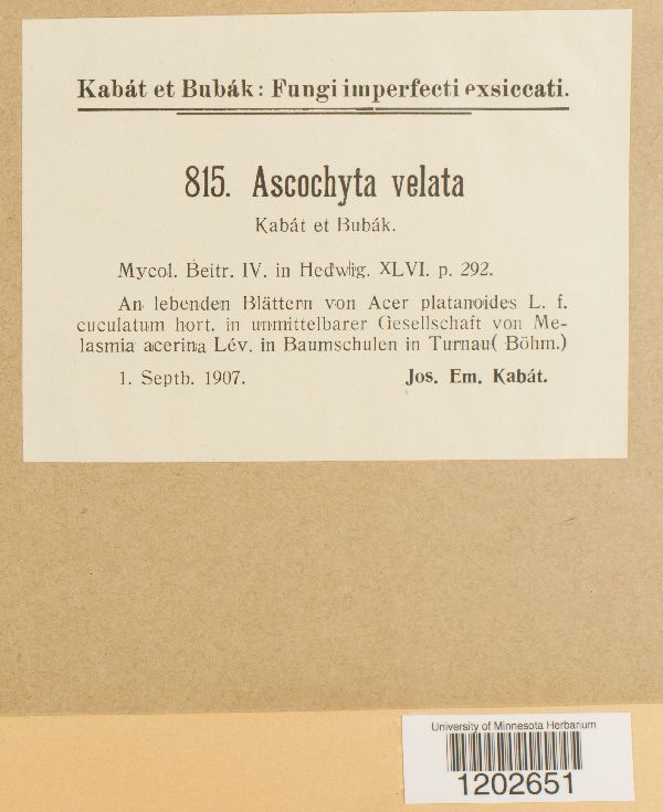 Ascochyta velata image