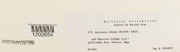 Ascochyta viburni image