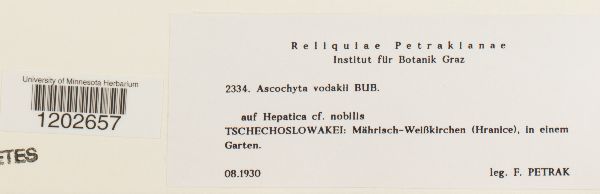 Ascochyta vodakii image