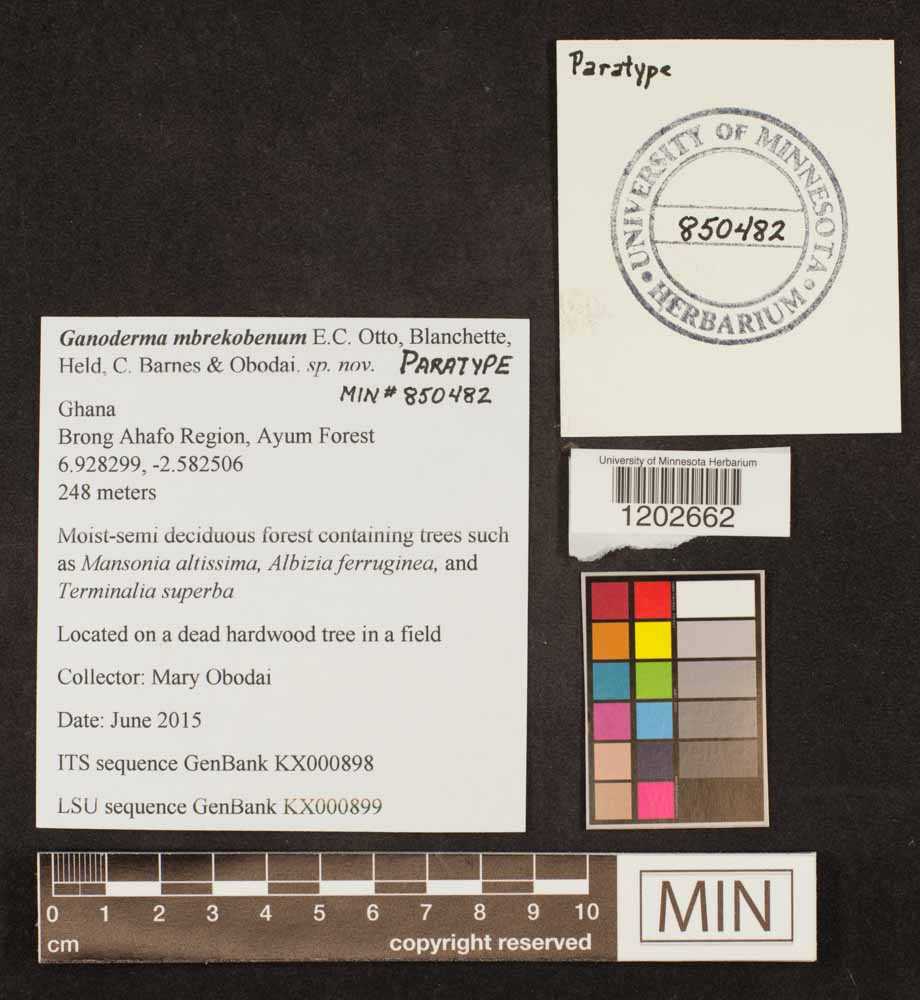 Ganoderma mbrekobenum image