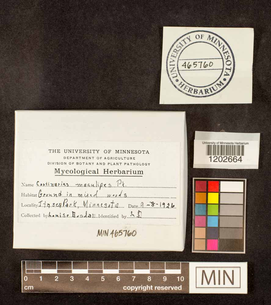 Cortinarius maculipes image