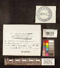 Media resource of Cortinarius maculipes