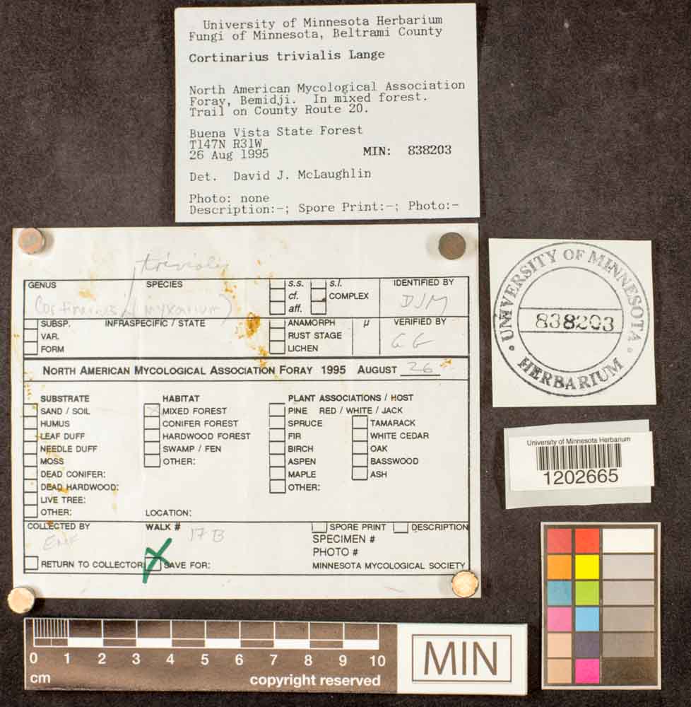 Cortinarius trivialis image