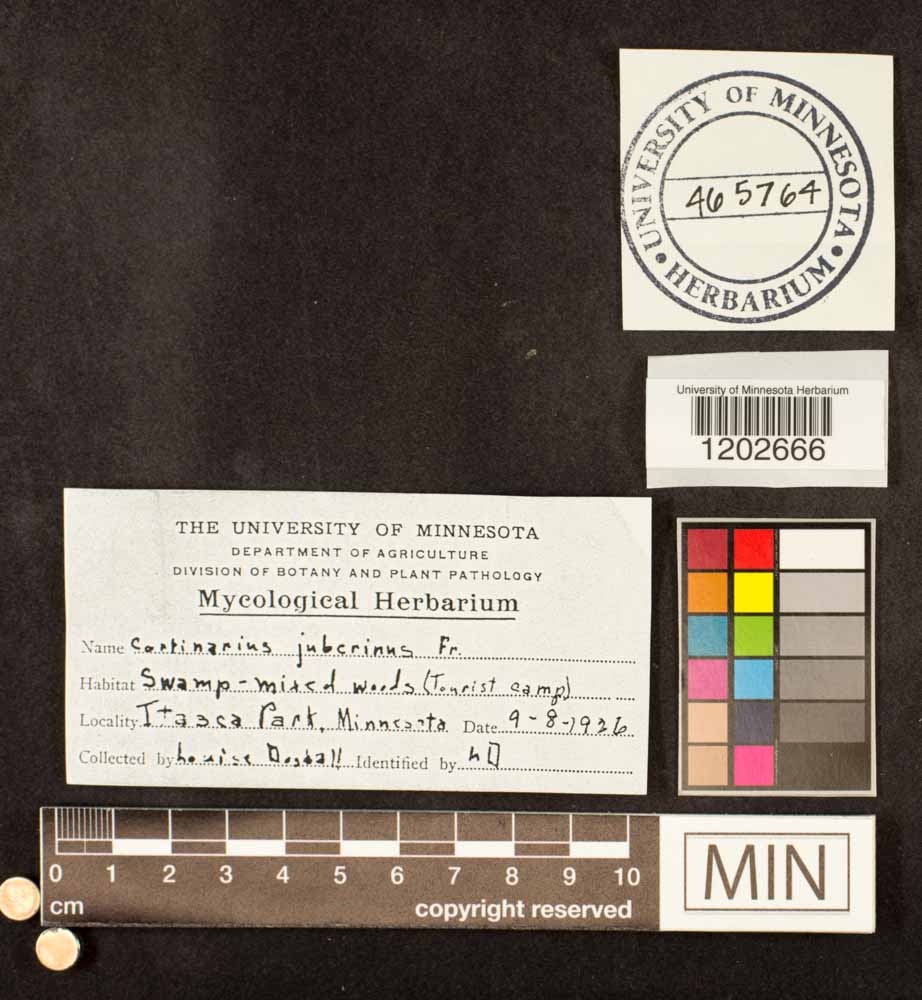 Cortinarius jubarinus image