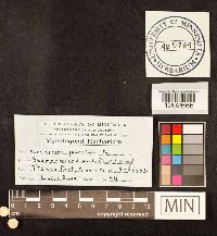 Media resource of Cortinarius jubarinus