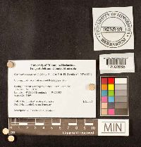 Cortinarius violaceus image