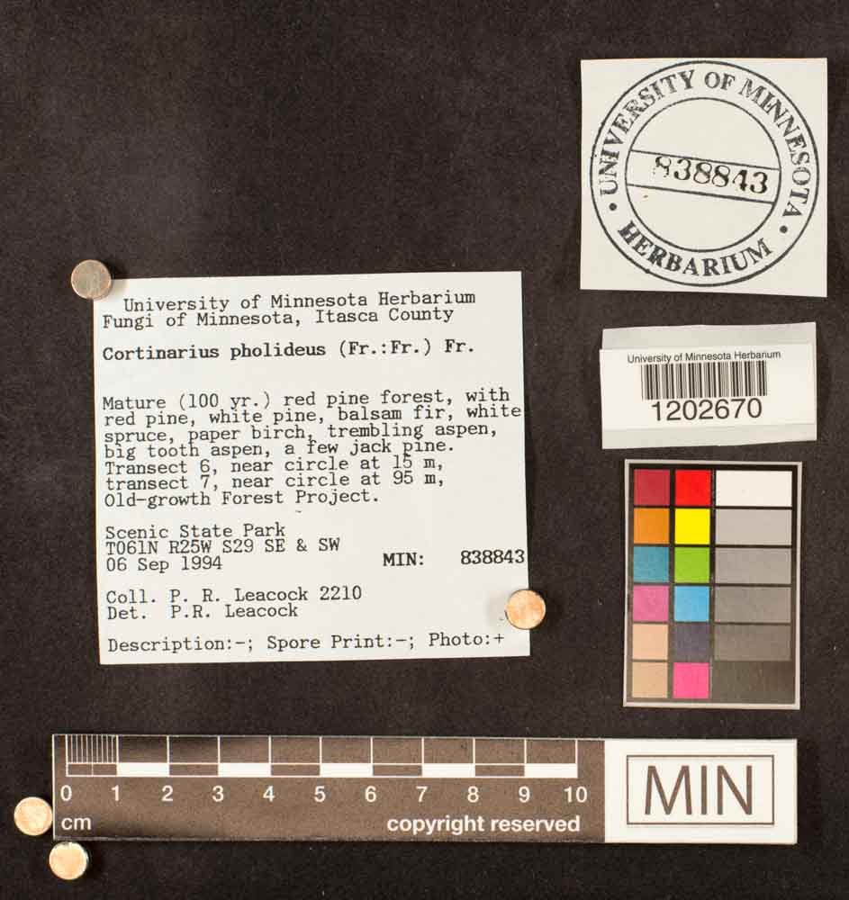 Cortinarius pholideus image
