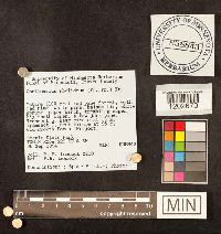 Media resource of Cortinarius pholideus