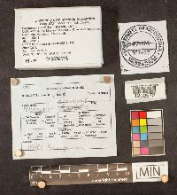 Polyporus arcularius image