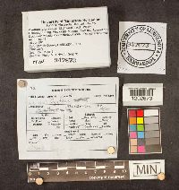 Cyathus stercoreus image